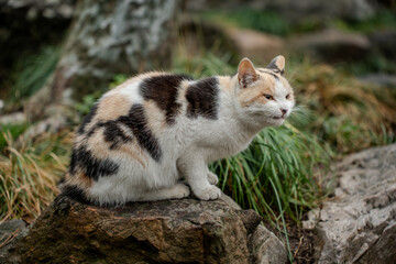 Cat in a garden in Suzhou, China