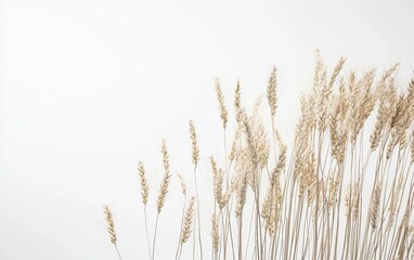 Obraz premium Dry grass stems arranged against a white background, showcasing delicate textures and natural beauty in a minimalist style