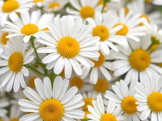 Close-up of a cluster of white daisies with yellow centers, floral background, nature's beauty.