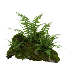 Fern Plant, Moss Rock, Nature Image on Transparent  background