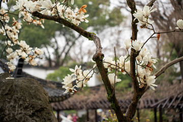 Traditional Chinese garden in Suzhou, China in the spring