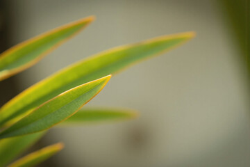 Fototapeta premium close up of a green leaf with the sun shining through it