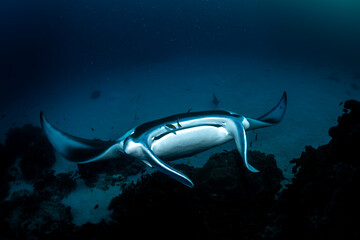 A manta ray glides effortlessly through the crystal-clear waters of Lady Elliot Island 