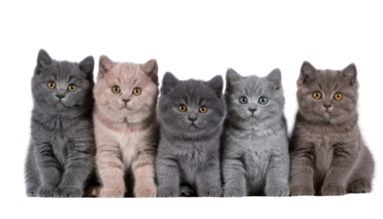 Five adorable cats of different shades, sitting side by side against a white isolated background.