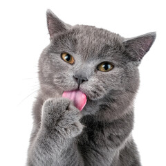 A cute gray cat licking its paw with a playful expression on a white isolated background.