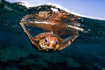 Sea turtles swimming through clear waters at Heron Island, Australia.