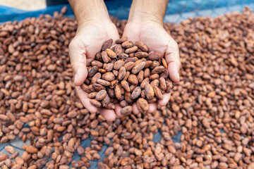 Cocoa beans and cocoa pod on a wooden surface.