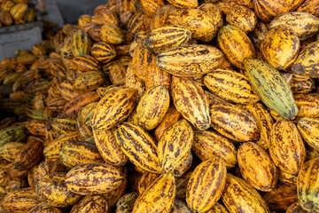 Fototapeta premium Cocoa beans and cocoa pod on a wooden surface.