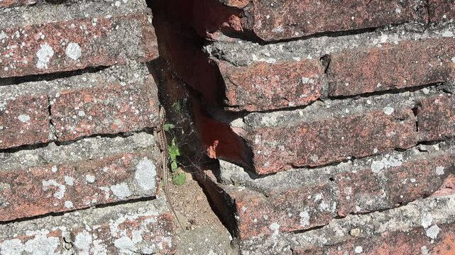 D&eacute;tail d'un mur de briques avec l&eacute;zard se pr&eacute;lassant dans une fissure