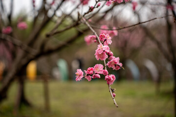 Pink peach flower blossom