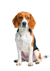 Adorable Beagle Dog Sitting Posing for a Photo Against a Black Background