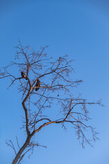 Two crows perched on the branches of a tree that has shed its leaves.