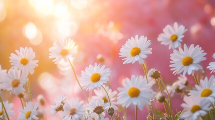 Fototapeta premium white chamomile flowers on pink background in sunlight