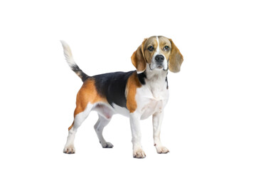 Adorable Tricolor Beagle Dog Standing on Black Background Full Body Studio Shot