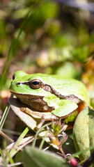 Amphibian in nature habitat. Tree frog (arborea or orientalis) camouflaged on green grass. Little frog in the wild. Animal.	