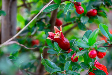 pomegranate red buds in the farm. Pollinated pomegranate flowers on tree.