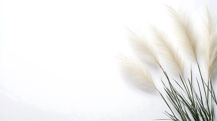 Pampas Grass Sprigs on a White Background: A Minimalist Flat Lay AI Generated
