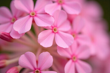 bunch of white flowers that are in the grass