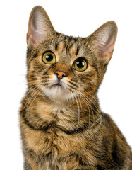 Obraz premium Close-up of a curious domestic cat looking up against a white isolated background.