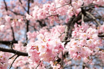 日本　埼玉の桜