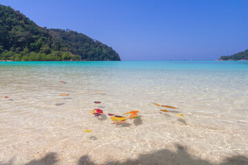 Surin Islands National Park (Moo Koh Surin) one of the most beautiful tourist and snorkeling destinations in Thailand. Enjoy crystal clear water and famous white sand beaches. Located in Phang Nga
