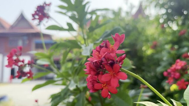 Flower (Peregrina, Spicy Jatropha Flower) red color, Naturally beautiful flowers in the garden
