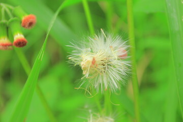 dandelion in the grass