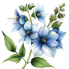 Fototapeta premium ]Watercolor Delphinium white background