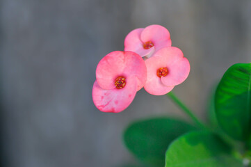 Christ Thorn, Euphorbia milii or Euphorbiaceae or Euphorbia milii Des Moul or Crown of thorns or...