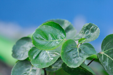 Polyscias fruticosa L Harms,Polyscias fruticosa or Araliaceae