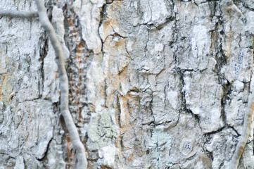 Obraz premium tree bark or bark , Alstonia scholaris or APOCYNACEAE or Devil Tree or White Cheesewood or Devil Bark or Black Board Tree