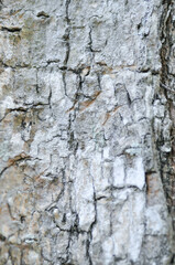 tree bark or bark , Alstonia scholaris or APOCYNACEAE or Devil Tree or White Cheesewood or Devil Bark or Black Board Tree