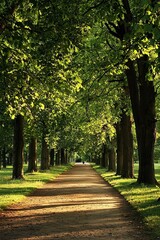 Obraz premium A peaceful walk along a tree-lined path in a quiet park, the evening air cool and refreshing