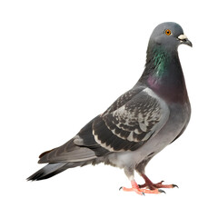 Fototapeta premium beautiful pigeon with vibrant feathers stands gracefully against transparency background