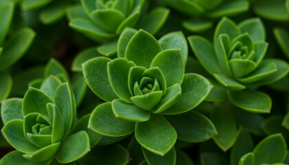 Close up of green succulent plants with rosette leaves and smooth texture