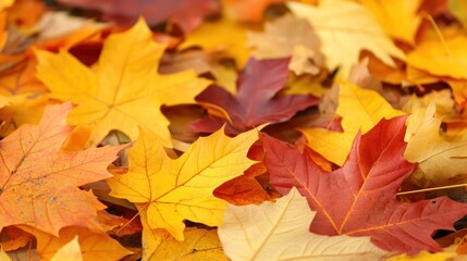 Obraz premium a vibrant mosaic of fallen maple foliage displaying nature's autumnal palette in shades of amber crimson and gold creating a warm seasonal background