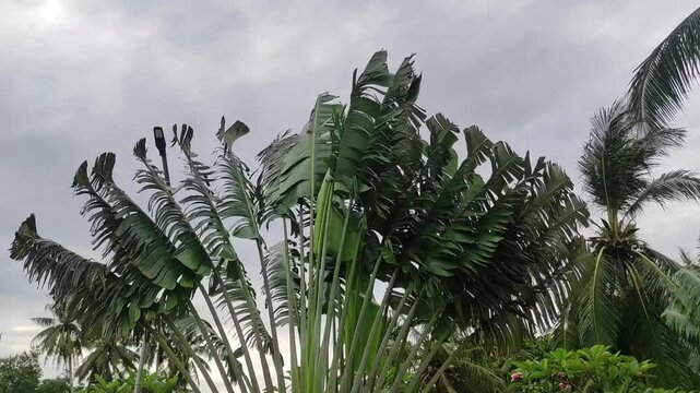 palm trees in the wind