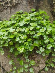 ivy on the wall