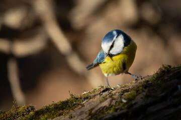 Fototapete bei efototapeten.de bestellen   