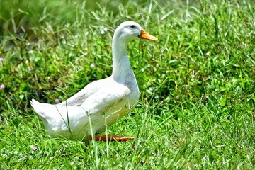 white goose on green grass