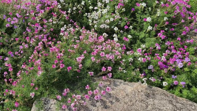 Footage 4k, high angle. Verbena flower. Bright multicolor flowers, a tropical. Morning sunlight and half circle move panning real time quality video 