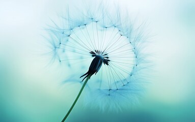 Serene Blue Dandelion Seed Head Nature Photography Air Soft Hope Wish Wind Aqua Teal Image