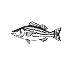Cod fish logo design emblem hand drawn isolated vector illustration.