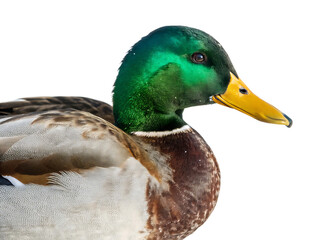 Fototapeta premium Mallard Duck Standing - Isolated on White Background as Transparent. PNG. AI GENERATED