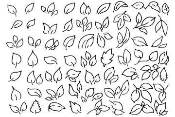 手書きの木の葉や草のボタニカル線画のイラスト　ベクター