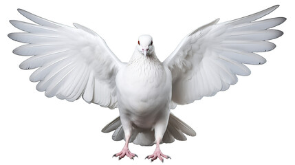Obraz premium White Pigeon Isolated on PNG Transparent Background. Peace, Divine, Love, Fertility Concept 