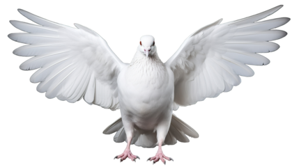 White Pigeon Isolated on PNG Transparent Background. Peace, Divine, Love, Fertility Concept
