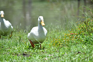 duck in the grass