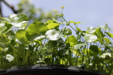Centella asiatica (gotu kola). Fresh green leaves herb background.