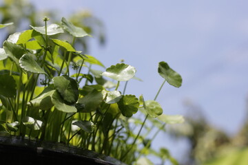 Centella asiatica (gotu kola). Fresh green leaves herb background.
